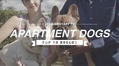 DOGUMENTARY TV'S TOP 10 APARTMENT DOG BREEDS
