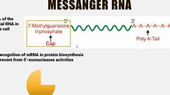 Structure, Function and Types of RNA (mRNA, tRNA, rRNA,lncRNA, miRNA, siRNA, sno