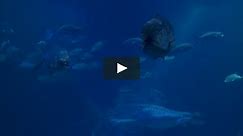 Aquarium -Aquariums of the World with 12 Fish Tanks in HD