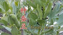 蚕豆种植时间和方法 开心收获新鲜蚕豆 Broad bean