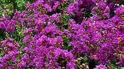 Crepe Myrtle Bush vs. Crepe Myrtle Tree: Is There a Difference?