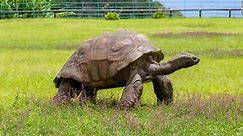 Conoce a Jonathan, de 190 años, la tortuga más vieja del mundo