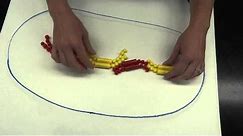 Lab 9: part 2 - Mitosis bead demonstration
