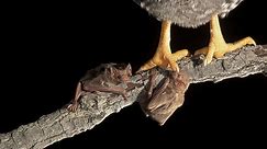 Debunking the myth of the vampire bat