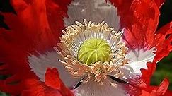Outsidepride 10000 Seeds Annual Papaver Poppy Danish Flag Garden Flowers