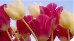 Amazing facts about Tulips