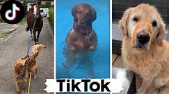 Funny Dogs of TikTok Compilation ~ Doggos Doing Funny Things TIK TOK ~ 2020