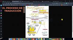 ✅ Traducción del ARN a proteína 【Curso de Biología Molecular】