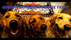 Three Golden Retrievers Enjoy Home Baked Dog Friendly Halloween Cookies/With Recipe / Taste Test