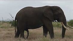 Massive African Elephant Bull in Musth | Rare footage