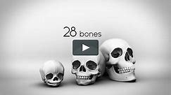 Growth and Development of the Human Craniofacial Skeleton