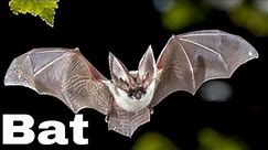 True, Amazing and Interesting Facts About The Fruit Bat / Animals Life
