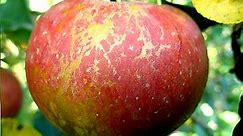 Identifying and Treating Apple Tree Diseases | apple tree leaf curl | powdery mildew of apple