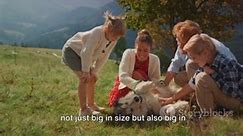 Top 10 The Biggest Dogs in the World
