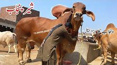Punjab Biggest Bulls of Mujahid Khalid Bulls & Cattle Farm #bakramandi2023 #cow_mandi #cow #qurbani