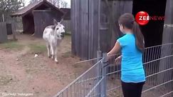 VIRAL VIDEO : Heartwarming Reunion: German Girl and Donkey, A Bond Forged Since Birth