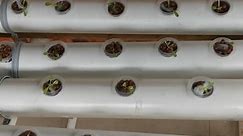 DIY Hydroponic Gardening: PVC Pipe Systems for Beginners