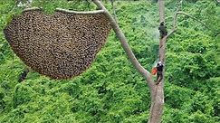 Primitive Technology: Amazing Process Catch A Giant HoneyBee For Food On The Big Tree