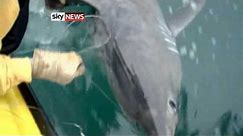 Jaw-Dropping: Huge Shark Caught Off Cornwall