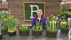How you can grow spring flowers inside your home now