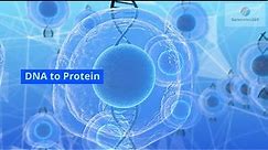 DNA to Protein