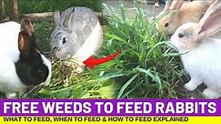 Rabbit Farming: Free Weeds And Grass To Feed Rabbits