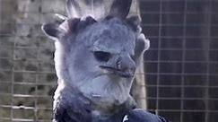 A Harpy Eagle at Risk of Losing Its Beak to Infection Gets a New One - Made in a 3D Printer