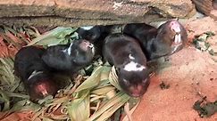 Damaraland mole rats | Bronx Zoo