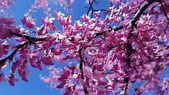 Complete guide to Redbud Tree – What you NEED to know | Growit Buildit