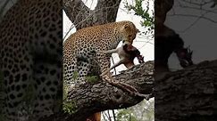 Leopard vs Kill 👀