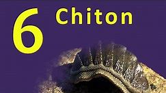 Chiton | Marine animal | Phylum Mollusca