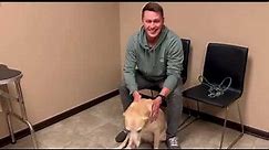 Animal Chiropractic for Rear Limb Paralysis in a Senior Dog