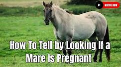 Equine Breeder : How To Tell by Looking If a Mare Is Pregnant