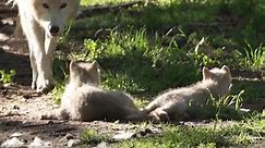 Arctic wolf cubs play in Belgium park