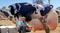 Highly Milking Biggest Udder Holstein Friesian and Gir Cows Breed | HF Cow | Gir Farming in India