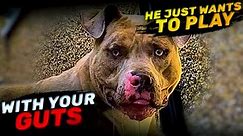American Pitbull Terrie - Courageous and Beloved Breed | Characteristics