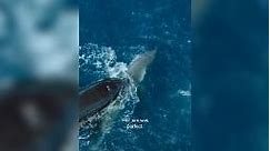 El impactante video en el que una orca caza y se come a un gran tiburón blanco | Video