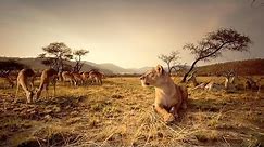 Nat Geo WIld Wildlife of AFRICA Documentary HD