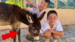 Fun at a Donkey Farm 🫏 Learn about Farm Animals for Kids 🦆 Donkeys for Kids 🐐