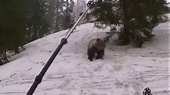 Bliskie spotkanie z niedźwiedziem - Tatry Niżne