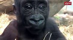 Baby gorilla the the Columbus Zoo