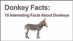 15 Donkey Facts You Will Love