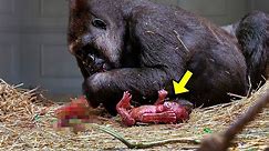 Zookeepers Filmed Gorilla Giving Birth. They All Screamed When They Saw THIS!