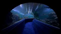 4K HDR Virtual Walk - Sea and Freshwater Underwater Tunnel
