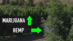 Burnt River Farms explains the difference between hemp and marijuana