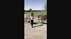 Rescued Donkey Gets First Friends in Twenty Years