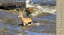 Crocodiles Catch whole herd of migrating Gazelle 🐊☠ CLASSIC WILDLIFE