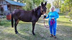 How to Train Your Mule to Lead with Manners