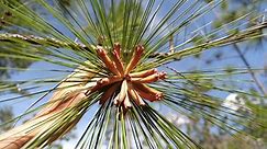 What happens when you fling... - Florida Native Plant Society
