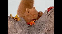 Baby Monet Discovering the Seasons FALL